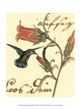 Hummingbird Reverie III