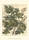 Buy Weathered Maple Leaves I at AllPosters.com