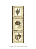 Rustic Shell Panel II