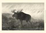 American Moose