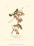 Wandering Rice Bird