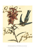 Hummingbird Reverie IV