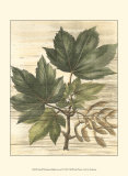 Buy Weathered Maple Leaves II at AllPosters.com