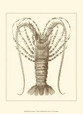 Buy Sepia Lobster I at AllPosters.com