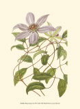 Blossoming Vine III