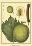 Buy Exotic Melons I at AllPosters.com