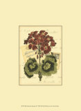 Romantic Bouquet IV