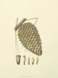 Woodland Pinecones I