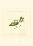 Green Mantis