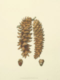 Woodland Pinecones III