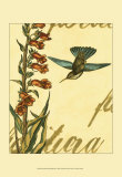 Peaceful Hummingbird II