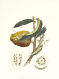Buy Indonesian Fruits II at AllPosters.com