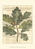 Buy Weathered Oak Leaves I at AllPosters.com