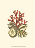 Coral Medley II