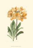 Golden Beauty II