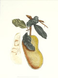 Buy Indonesian Fruits III at AllPosters.com