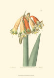 Buy Golden Beauty I at AllPosters.com