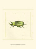 Buy Green Beetle at AllPosters.com