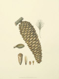 Woodland Pinecones IV