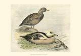 Steller's Eider