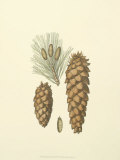 Woodland Pinecones II