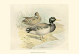 Mallard
