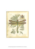 Regal Dragonfly III