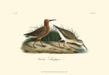 Curlew Sandpiper
