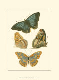 Papillion VI