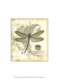 Regal Dragonfly I