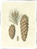Crackled Woodland Pinecones II