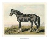 Buy Cassell's Horse II at AllPosters.com