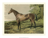 Buy Cassell's Horse IV at AllPosters.com