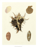 Buy Knorr Shells II at AllPosters.com