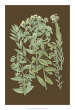 Buy Organic Greenery I at AllPosters.com