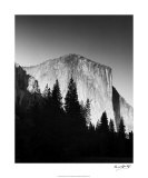 El Capitan in Trees