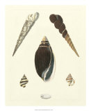 Buy Knorr Shells VI at AllPosters.com