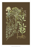 Buy Organic Greenery III at AllPosters.com