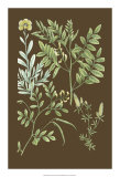 Buy Organic Greenery II at AllPosters.com
