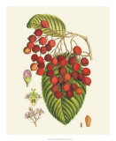 Buy Crimson Berries II at AllPosters.com