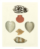 Buy Knorr Shells III at AllPosters.com
