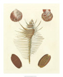 Buy Knorr Shells I at AllPosters.com