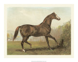 Buy Cassell's Horse III at AllPosters.com
