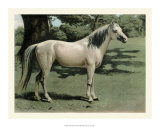 Buy Cassell's Horse I at AllPosters.com