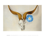 Ram's Head, Blue Morning Glory