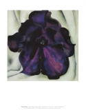 Purple Petunia