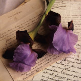 Buy Rose sur Livres II at AllPosters.com