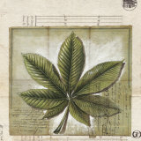 Feuille de Marronier
