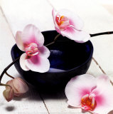 Buy Orchid in a Bowl at AllPosters.com