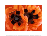 Buy Oriental Poppies at AllPosters.com